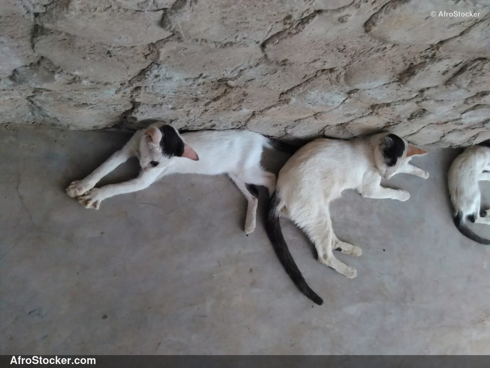 Cat Dreaming On African Terrace | AfroStocker
