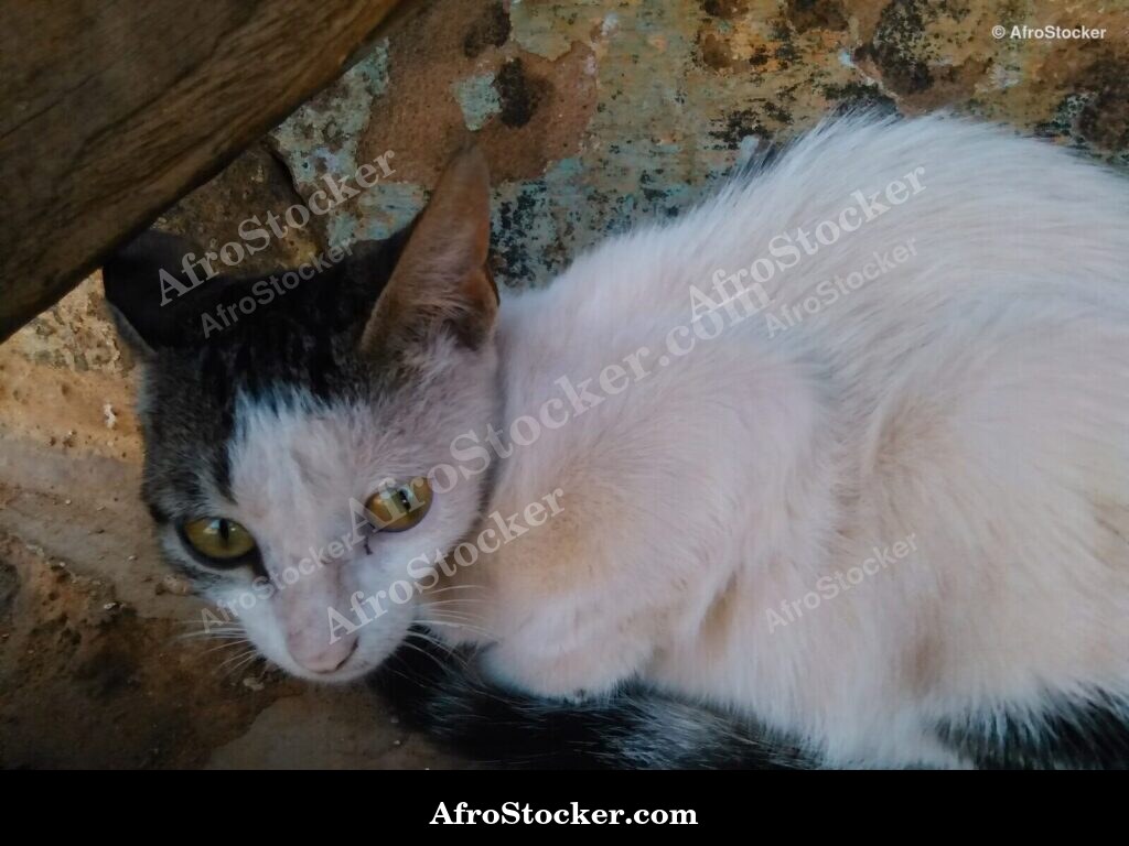 Dreamy Cat On Terrace | AfroStocker