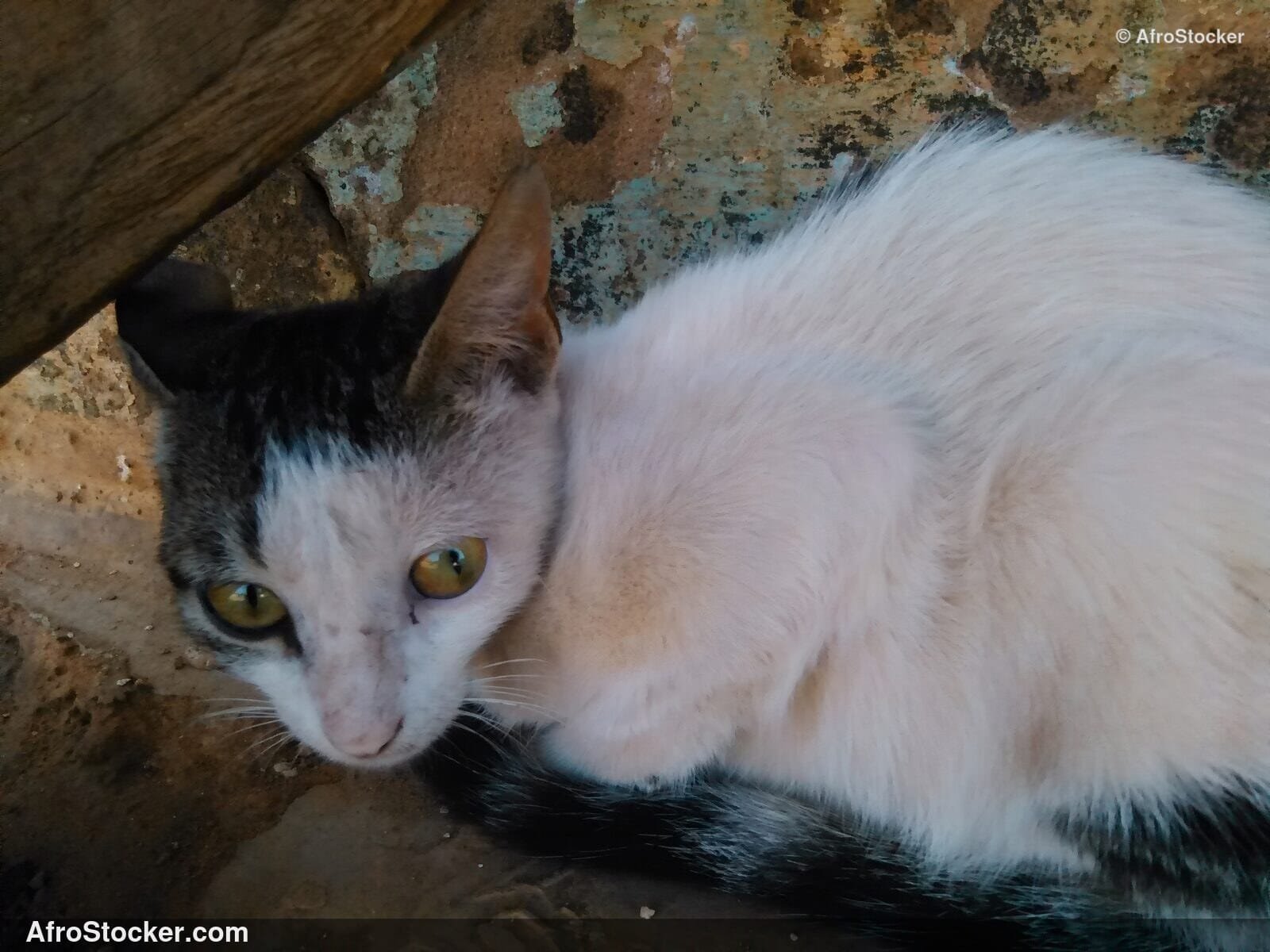 Dreamy Cat On Terrace | AfroStocker
