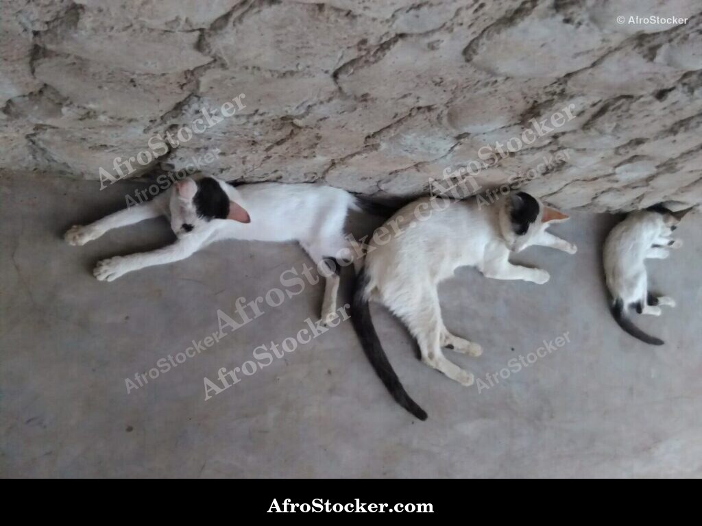 Cat Napping West Africa | AfroStocker