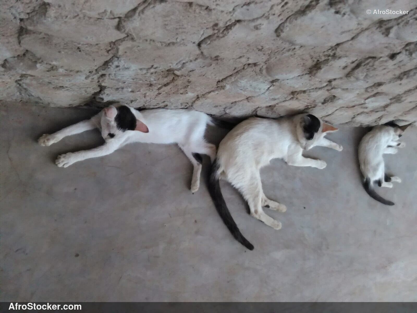 Cat Napping West Africa | AfroStocker