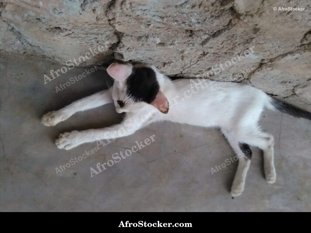Cat Napping Under West African Sun | AfroStocker