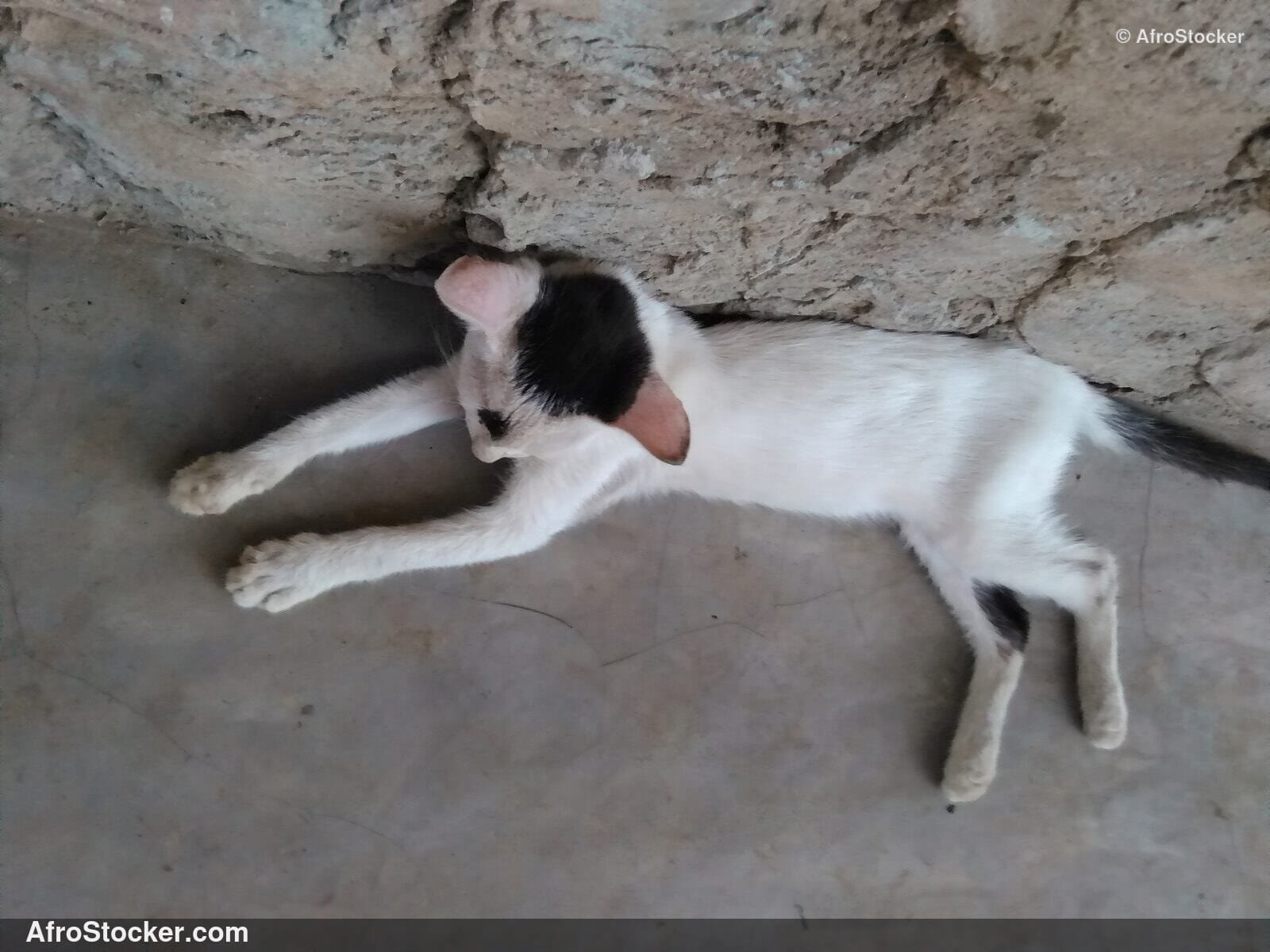 Cat Napping Under West African Sun | AfroStocker