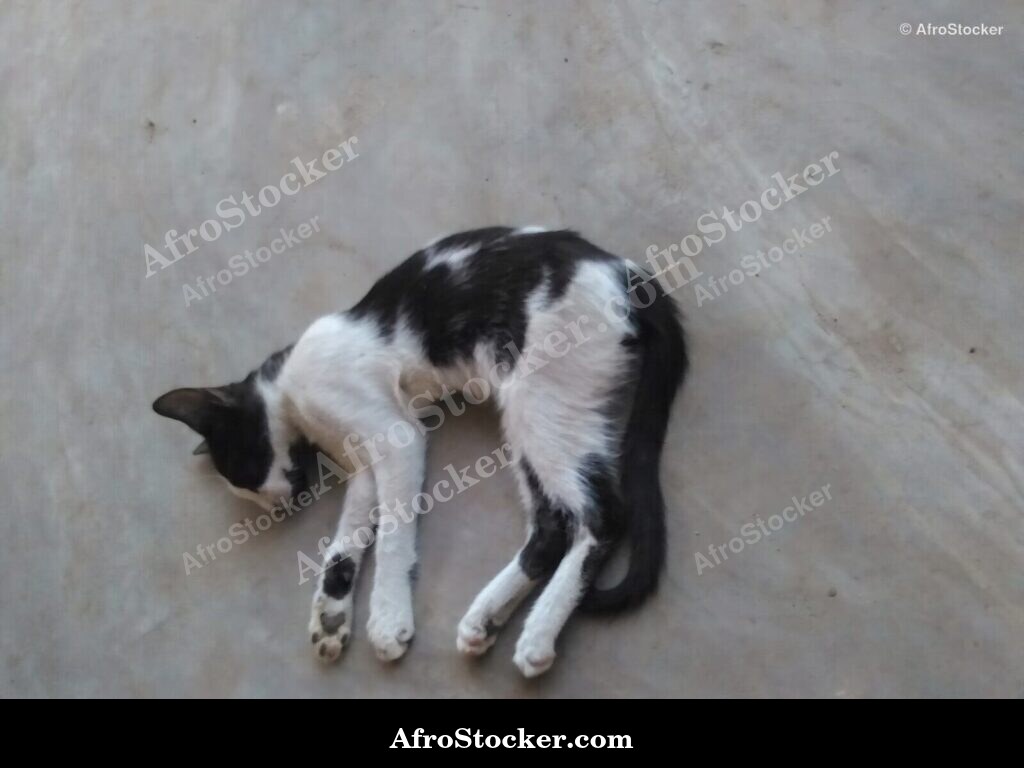Cat Napping West Africa Terrace | AfroStocker