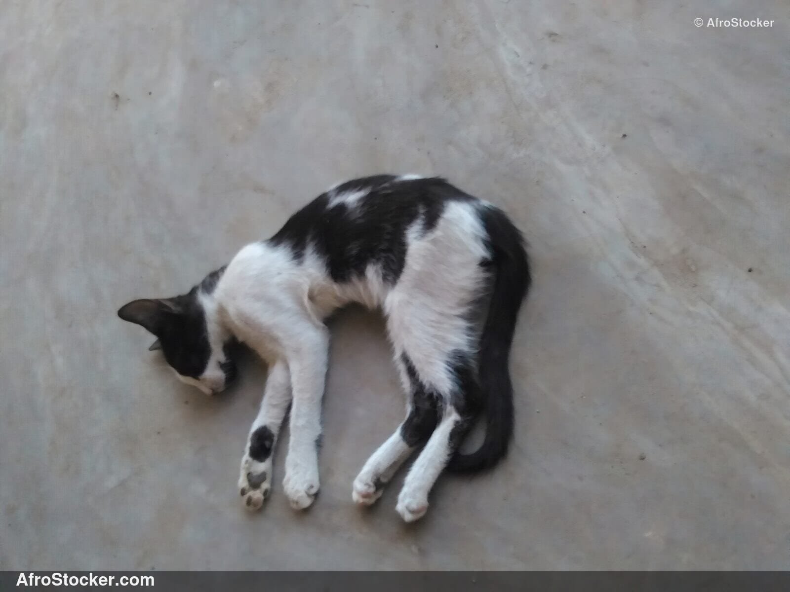 Cat Napping West Africa Terrace | AfroStocker
