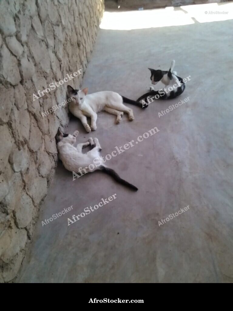 Cat Napping West African Village | AfroStocker