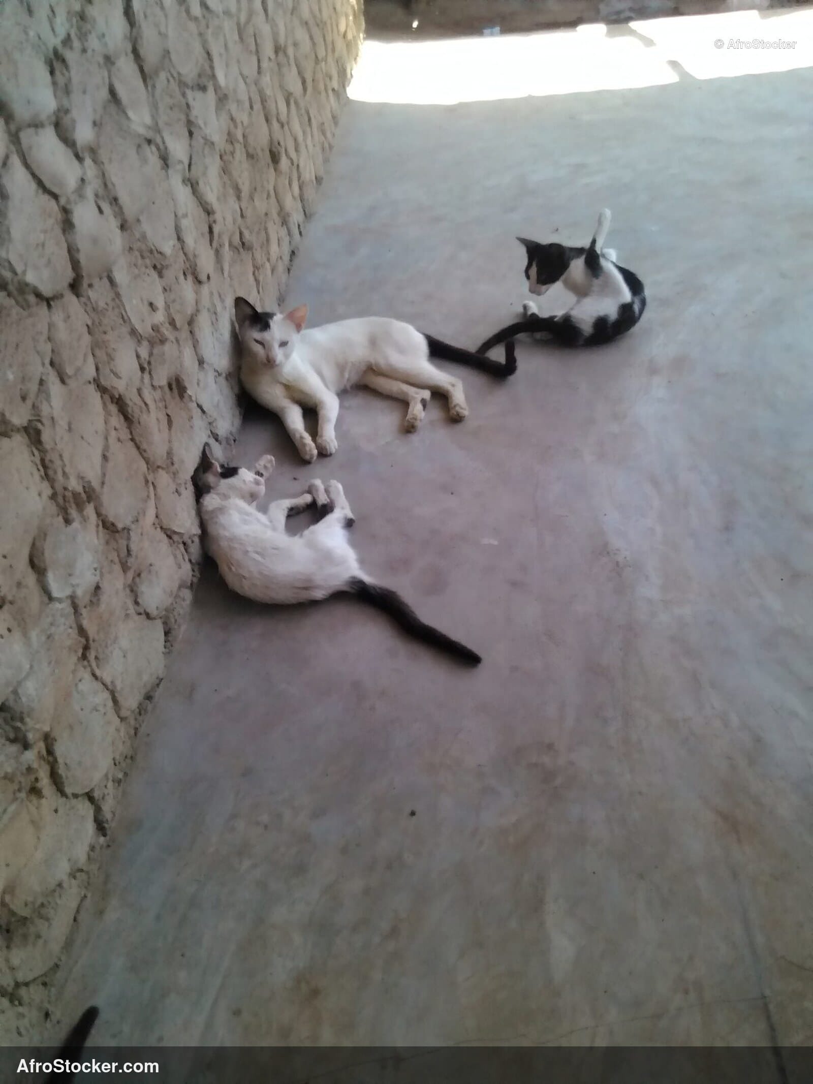 Cat Napping West African Village | AfroStocker