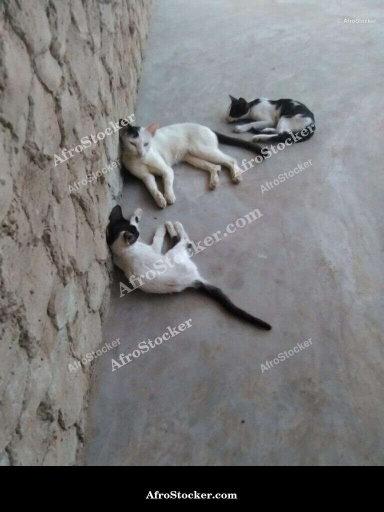 Cat Peaceful Sleep West Africa | AfroStocker