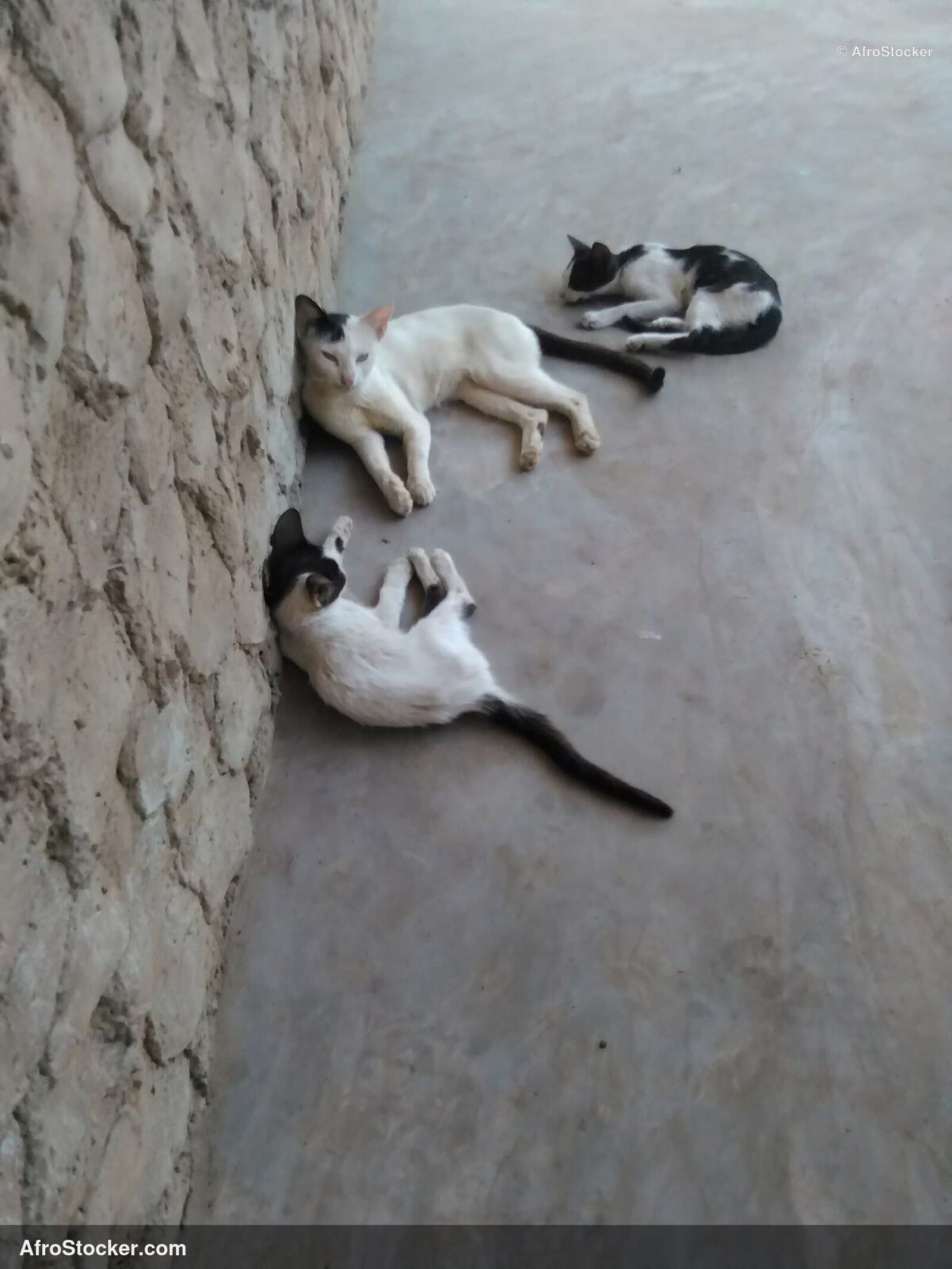 Cat Peaceful Sleep West Africa | AfroStocker