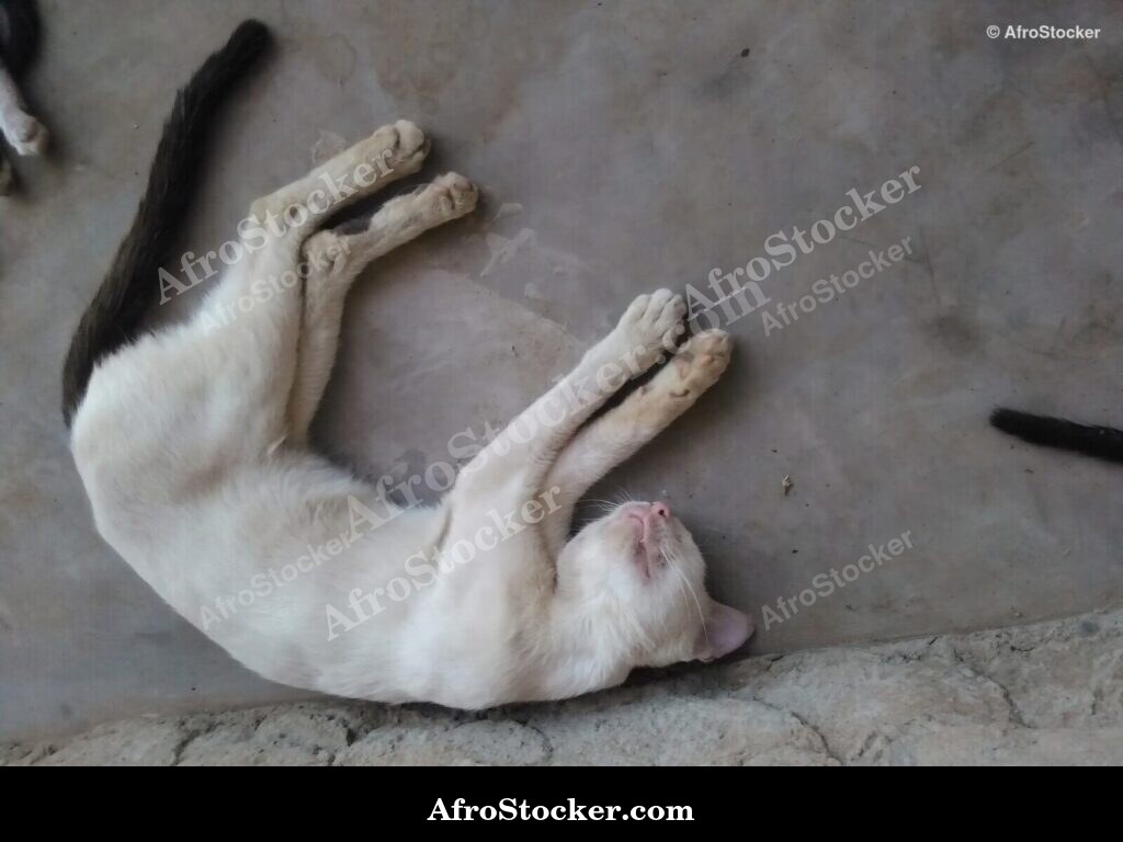 Cat In South Saharan Heat | AfroStocker
