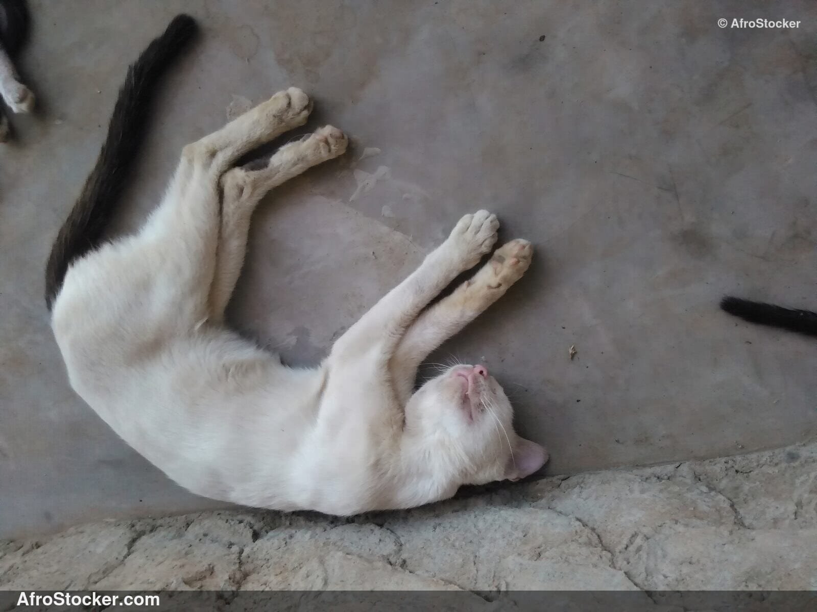 Cat In South Saharan Heat | AfroStocker