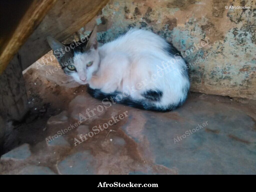 Cat Under African Sky | AfroStocker