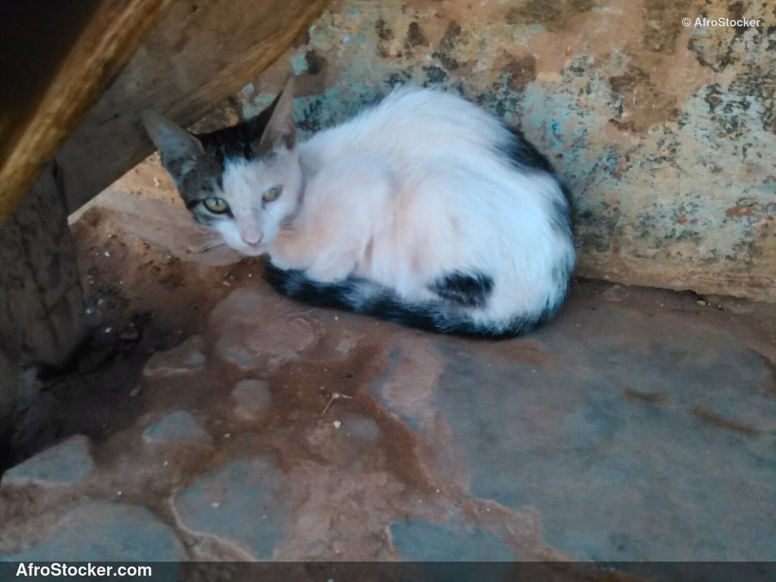 Cat Under African Sky | AfroStocker