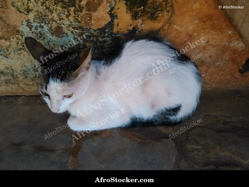 Cat On African Wall | AfroStocker