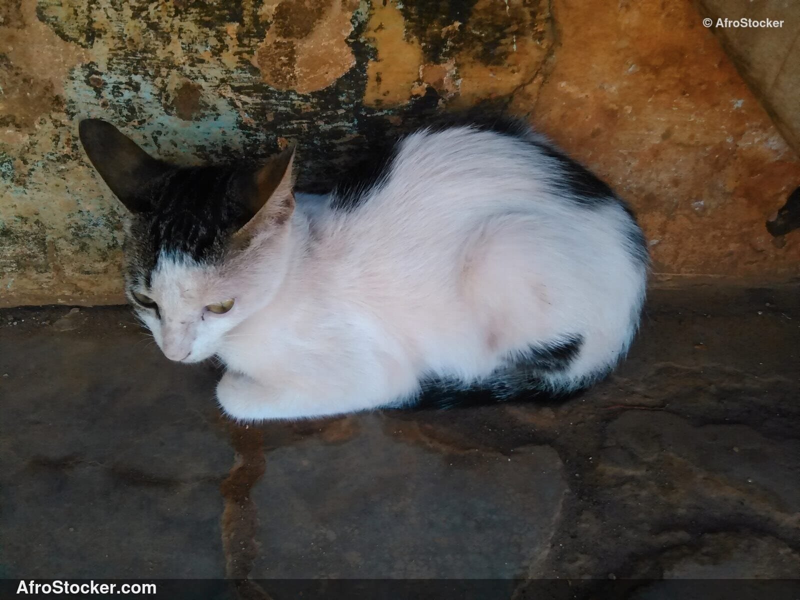 Cat On African Wall | AfroStocker
