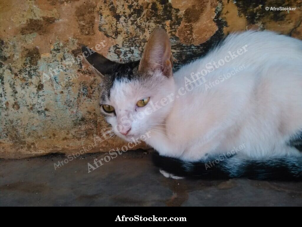 Cat On African Terrace | AfroStocker