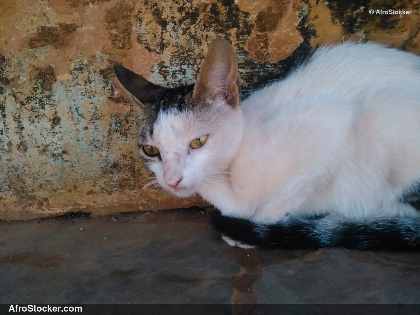Cat On African Terrace | AfroStocker