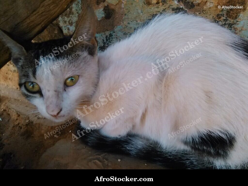 Cat Golden African Terrace | AfroStocker