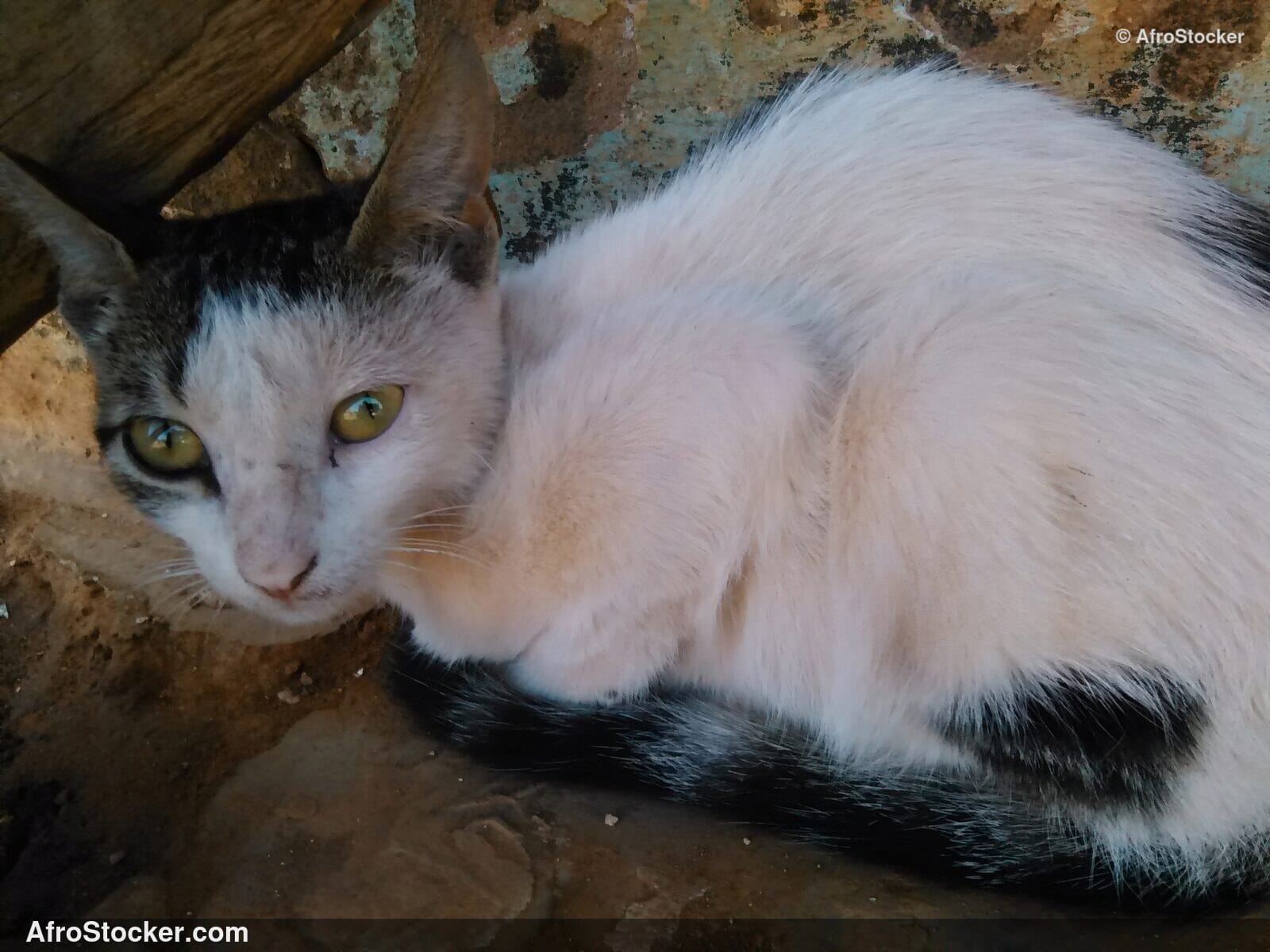 Cat Golden African Terrace | AfroStocker