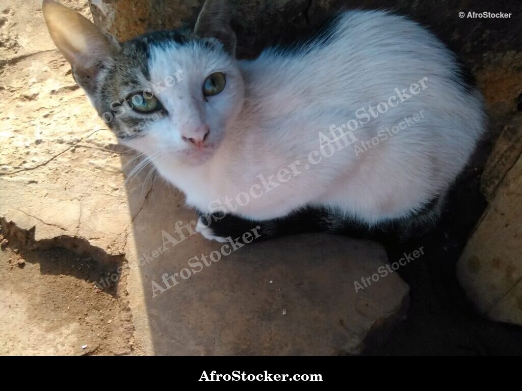 Cat African Terrace Morning | AfroStocker
