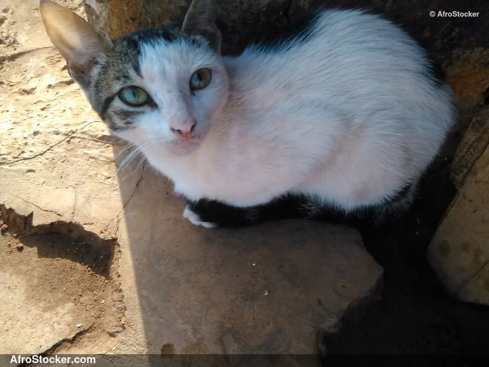 Cat African Terrace Morning | AfroStocker