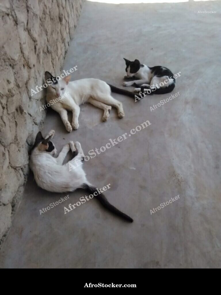 Cat Sub-Saharan African Terrace | AfroStocker