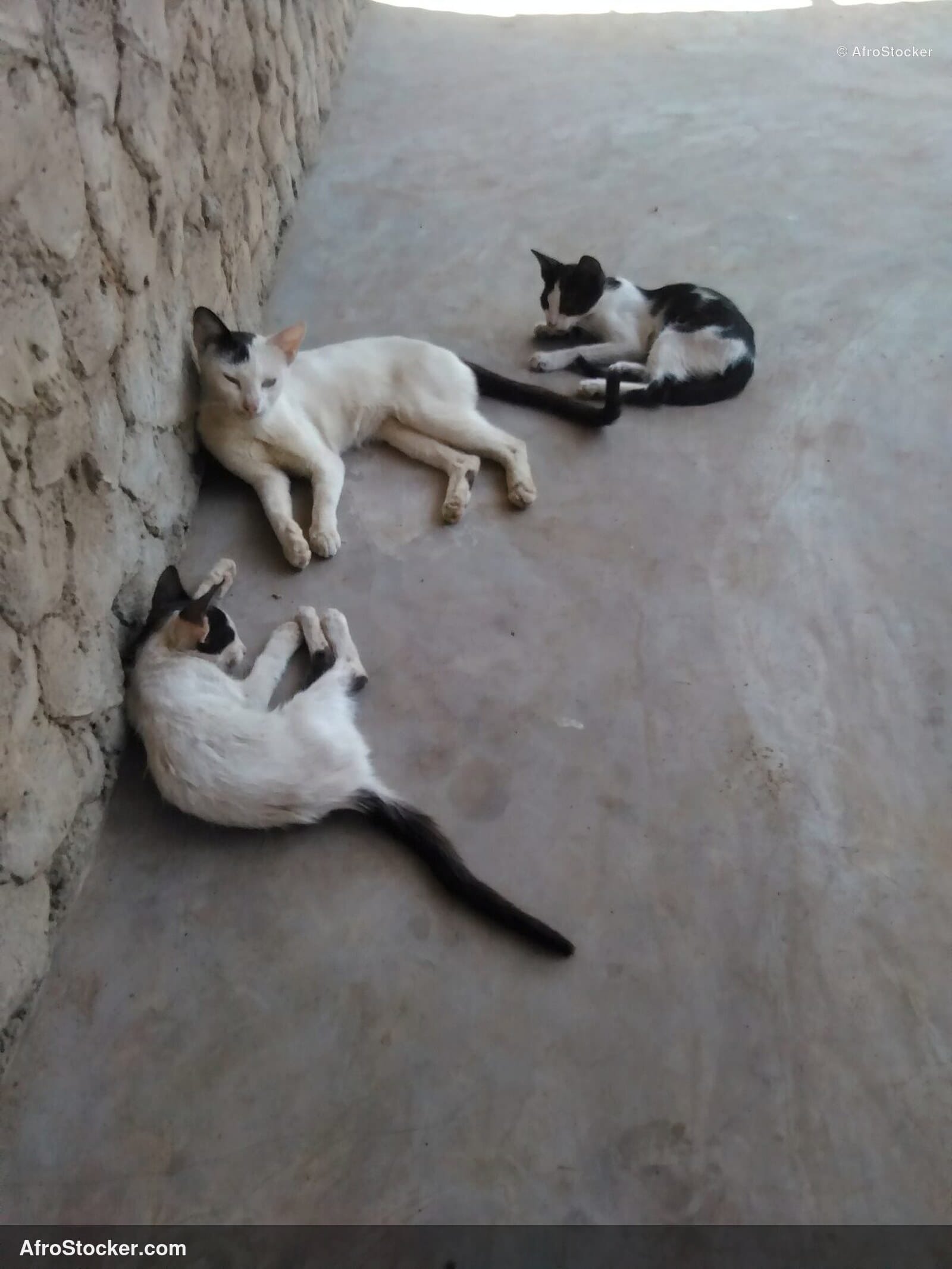 Cat Sub-Saharan African Terrace | AfroStocker