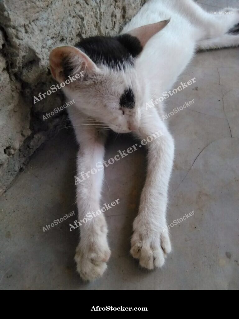 Cat Tropical African Terrace | AfroStocker