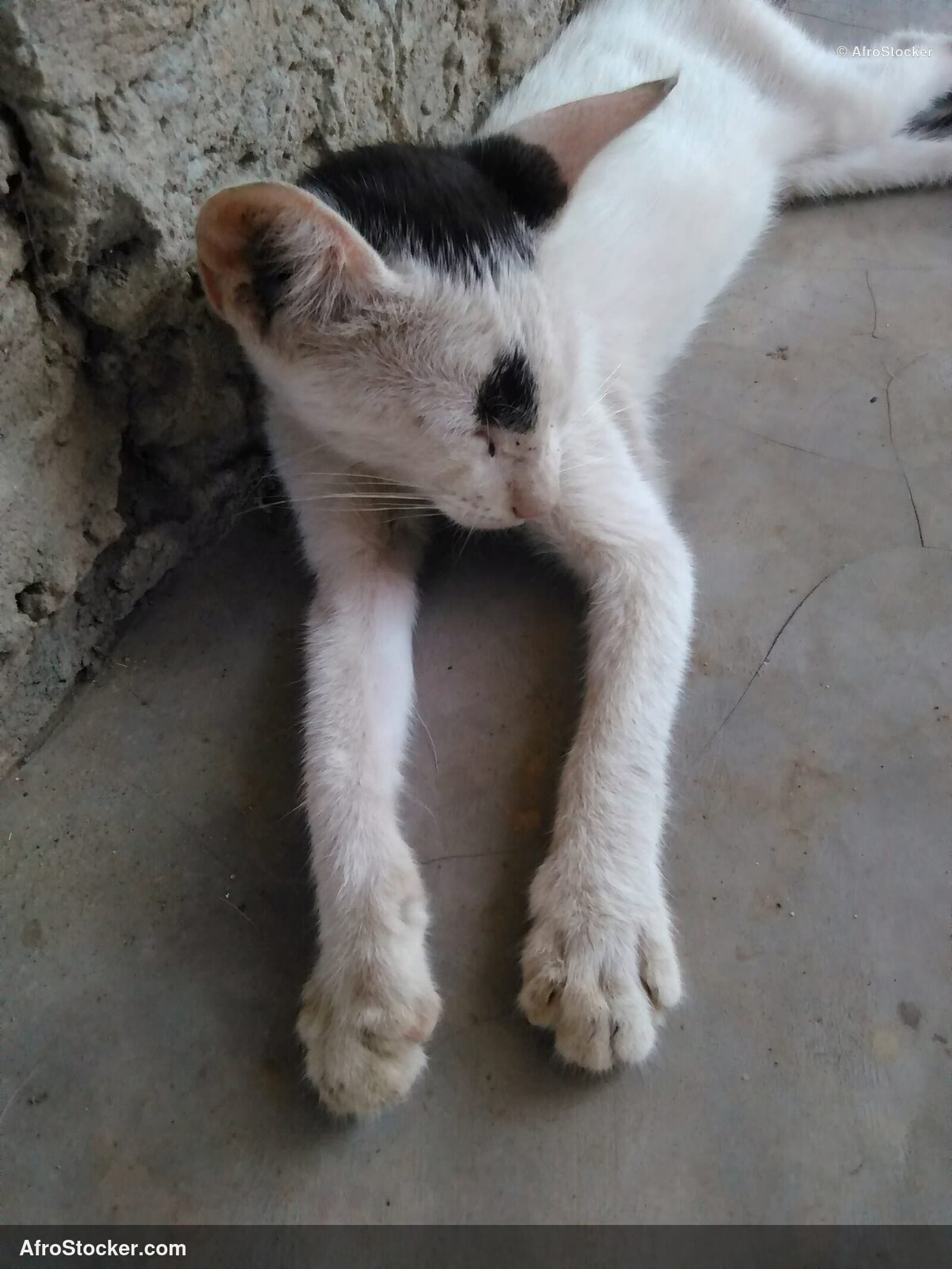 Cat Tropical African Terrace | AfroStocker