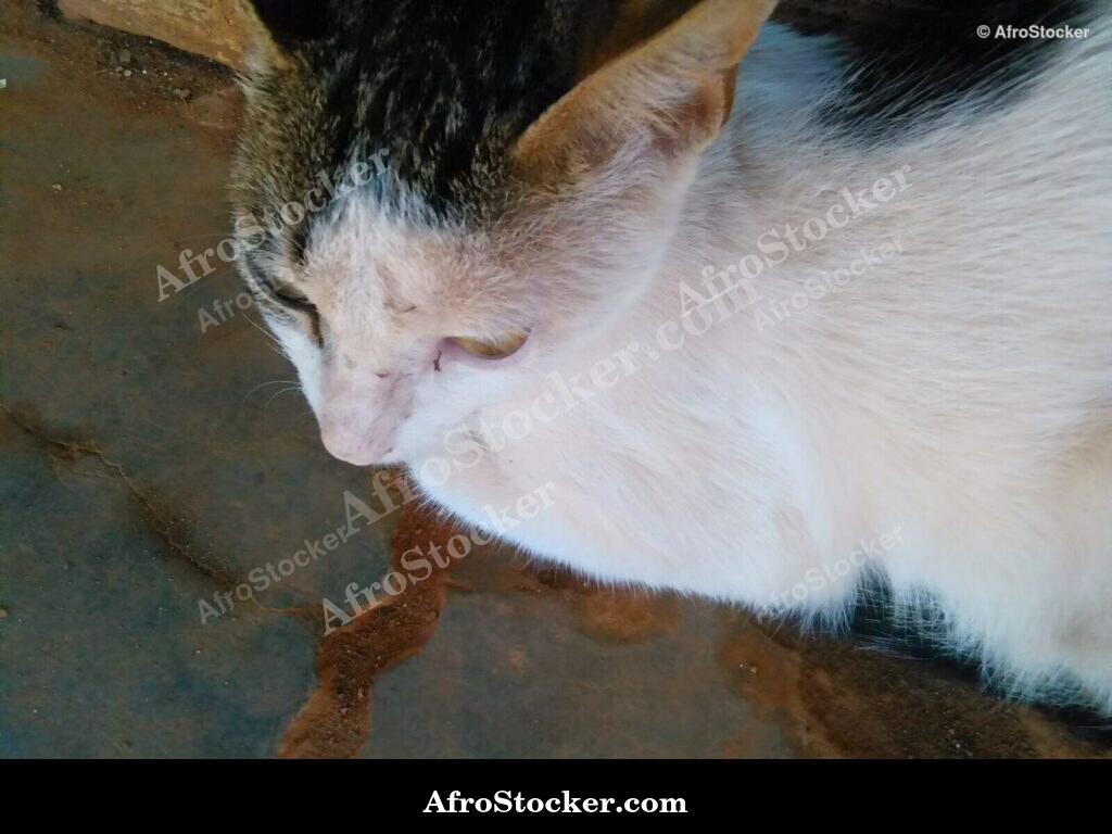Cat Coastal African Terrace | AfroStocker
