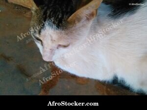 Cat Coastal African Terrace