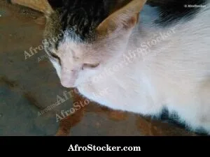 Cat Coastal African Terrace