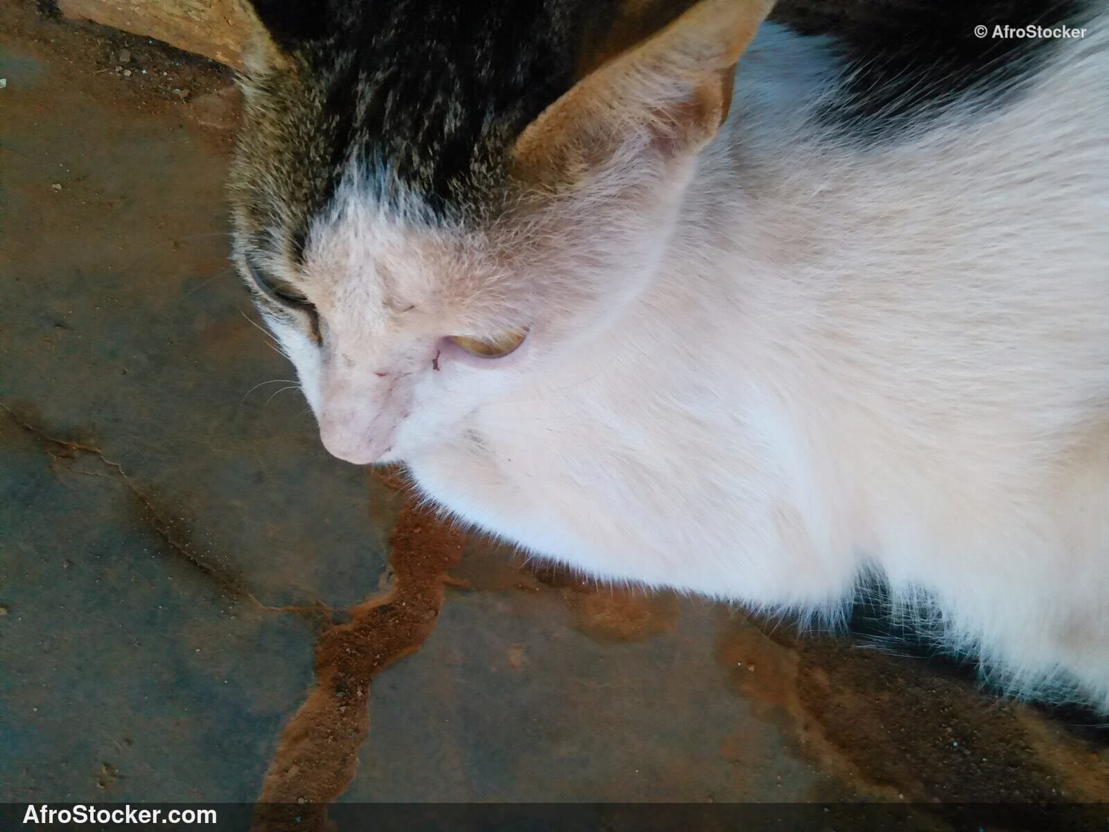 Cat Coastal African Terrace | AfroStocker