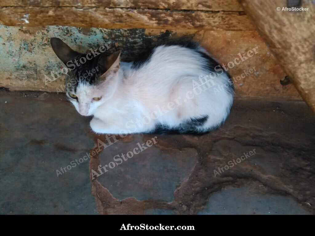 Cat On Sunny Terrace | AfroStocker