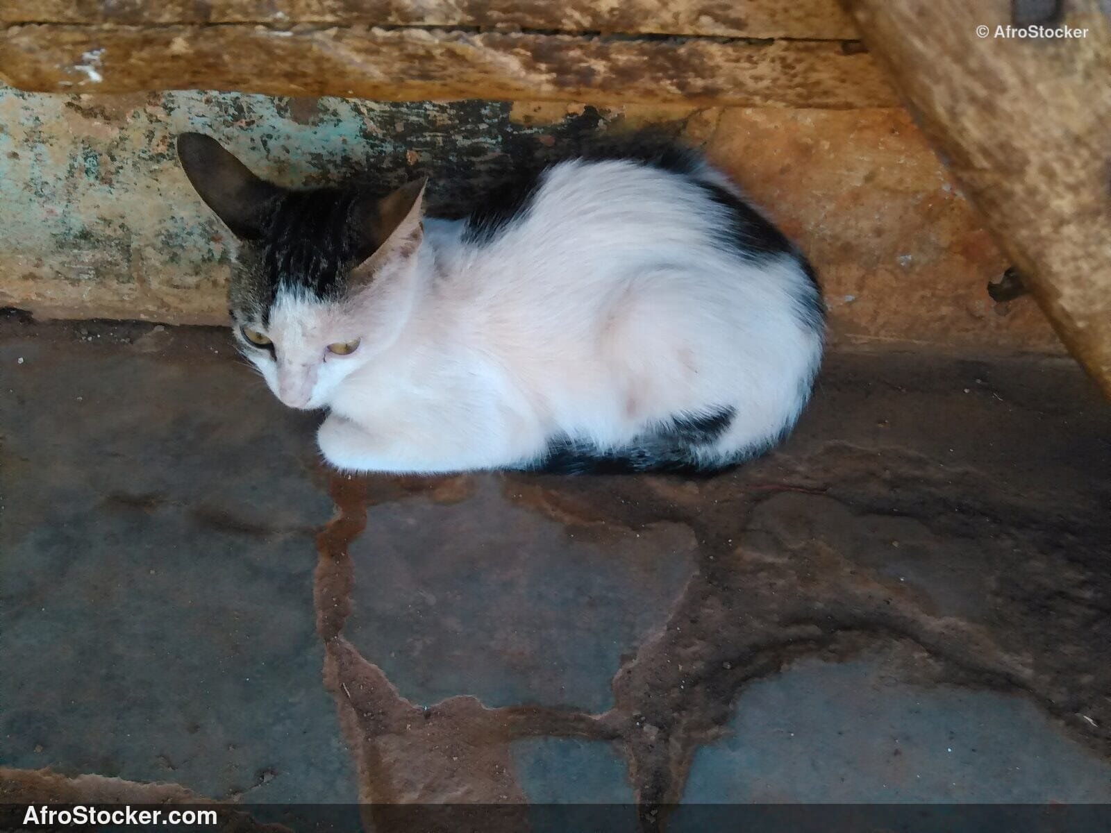Cat On Sunny Terrace | AfroStocker