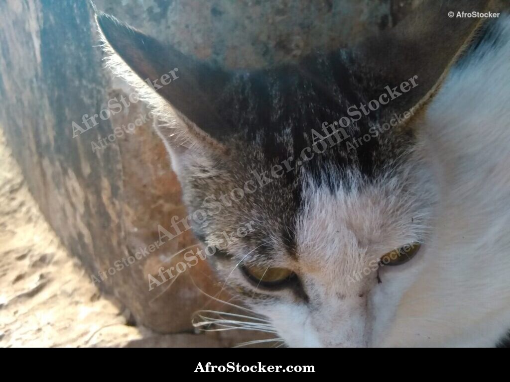 Cat On Panoramic Terrace | AfroStocker