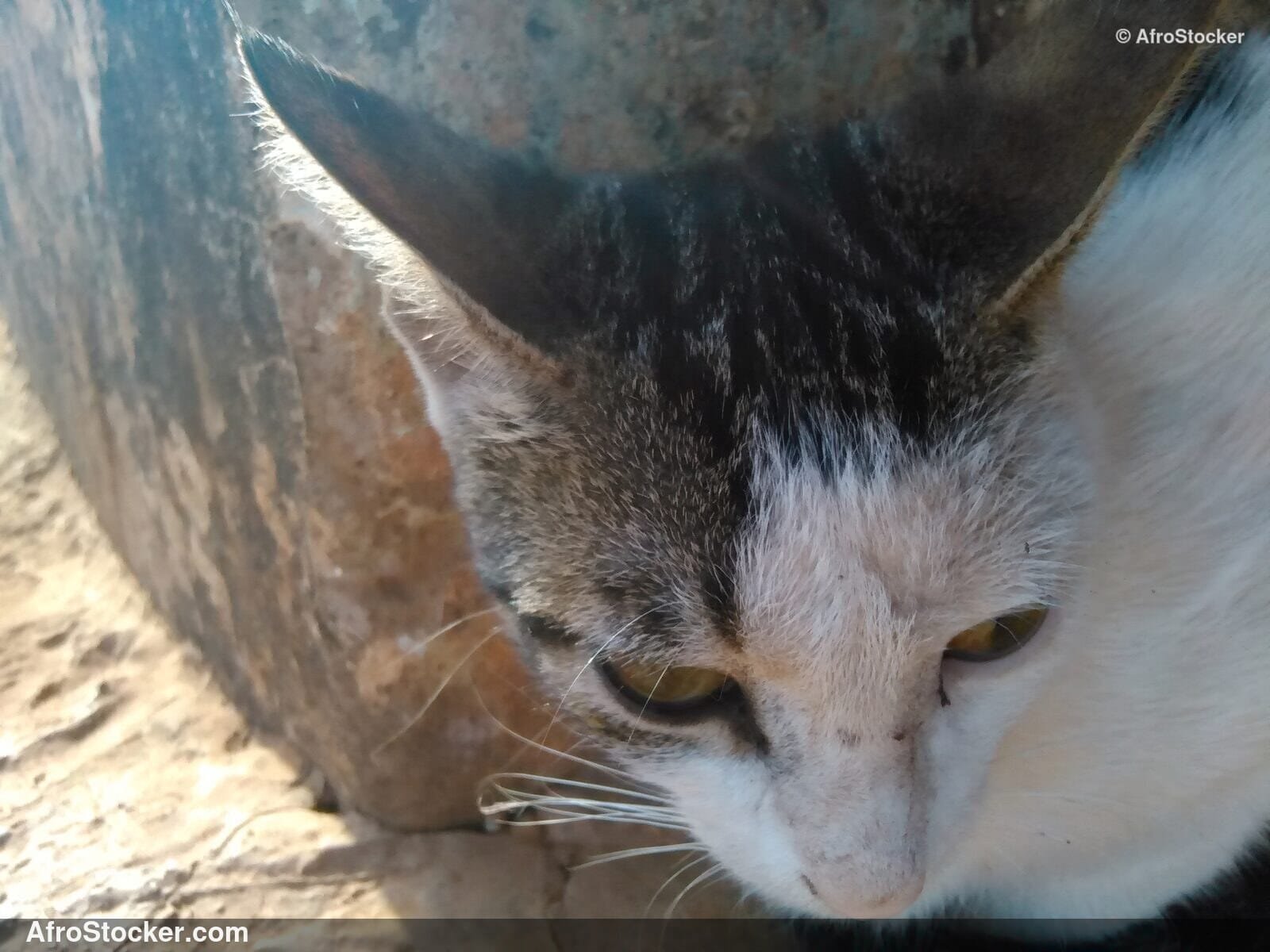 Cat On Panoramic Terrace | AfroStocker