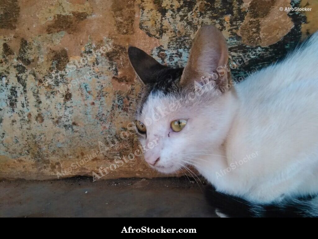 Cat Under African Sun Terrace | AfroStocker