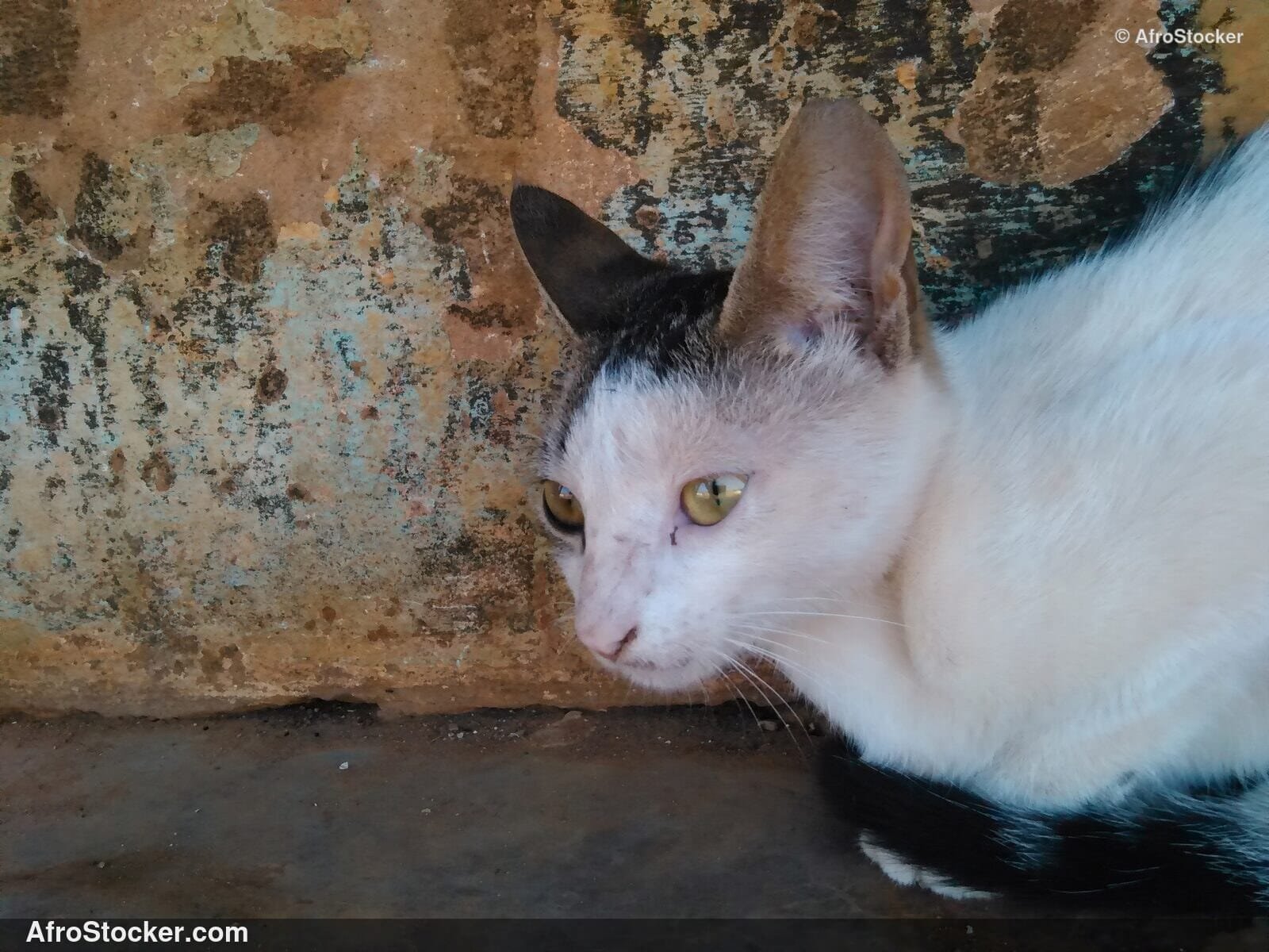 Cat Under African Sun Terrace | AfroStocker