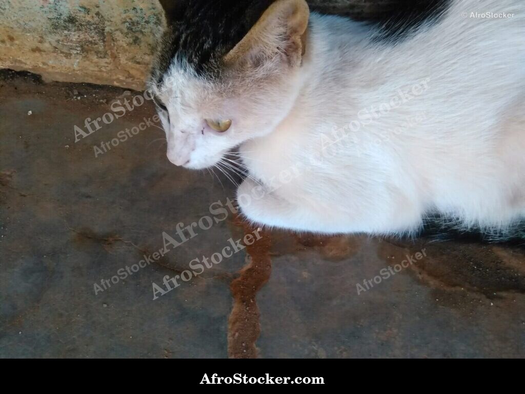 Cat Tropical Terrace | AfroStocker