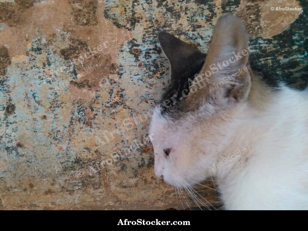 Cat African Village Terrace | AfroStocker