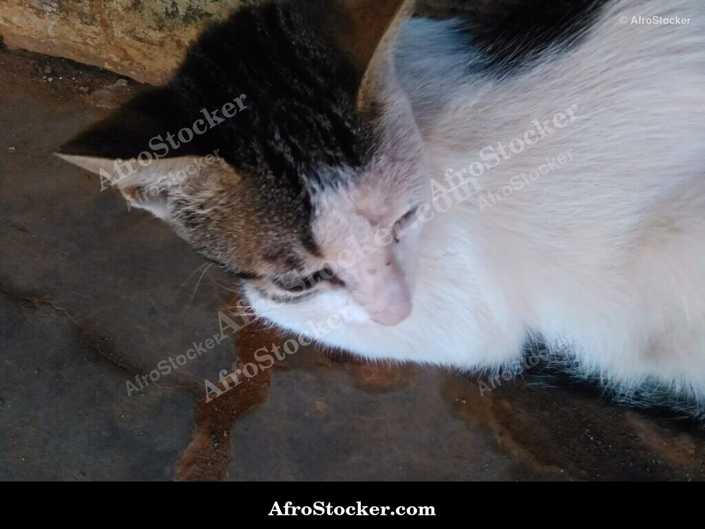 Cat Zen African Terrace | AfroStocker
