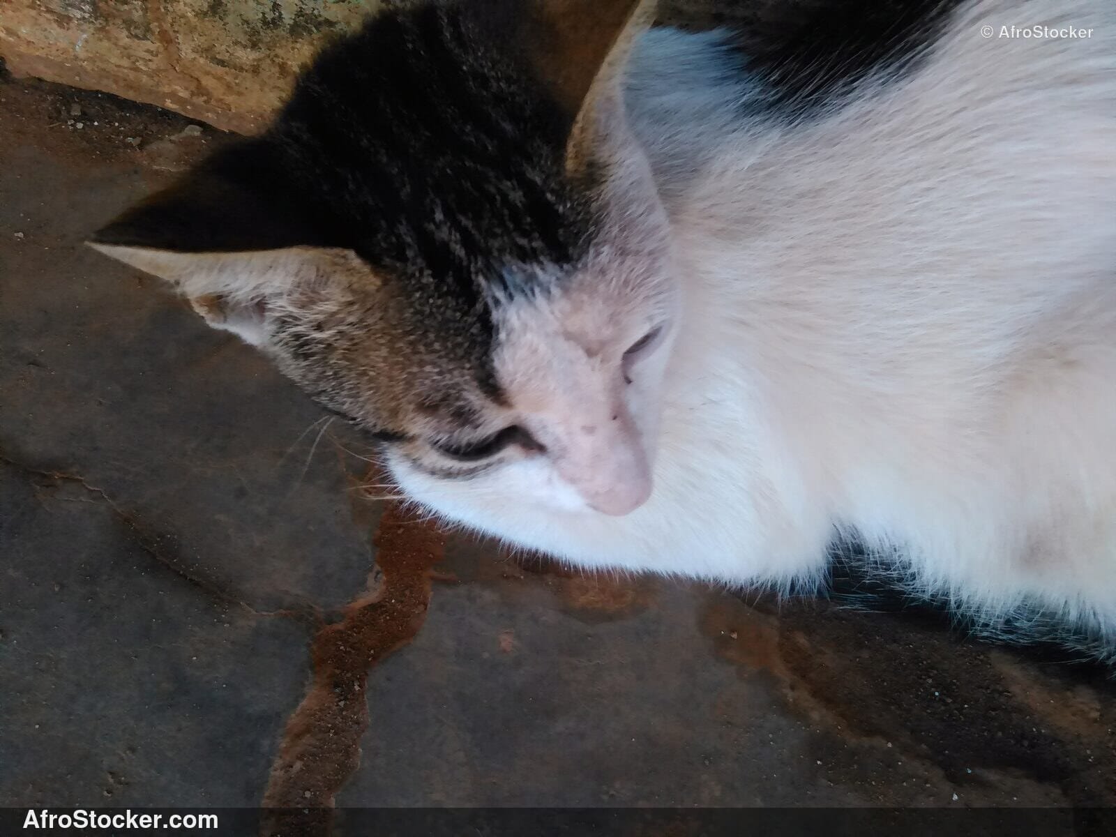 Cat Zen African Terrace | AfroStocker