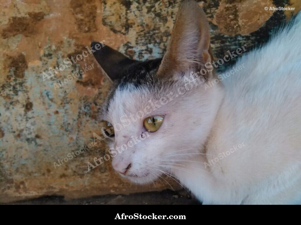Cat Overlooking The Savanna | AfroStocker