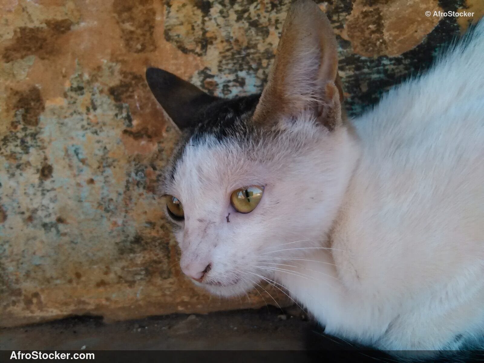 Cat Overlooking The Savanna | AfroStocker