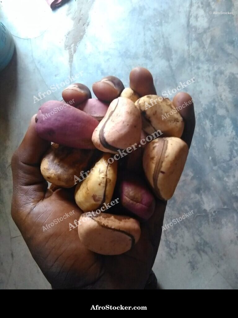 Kola Nuts West Africa Market / Noix de Cola Marché Afrique Ouest | AfroStocker