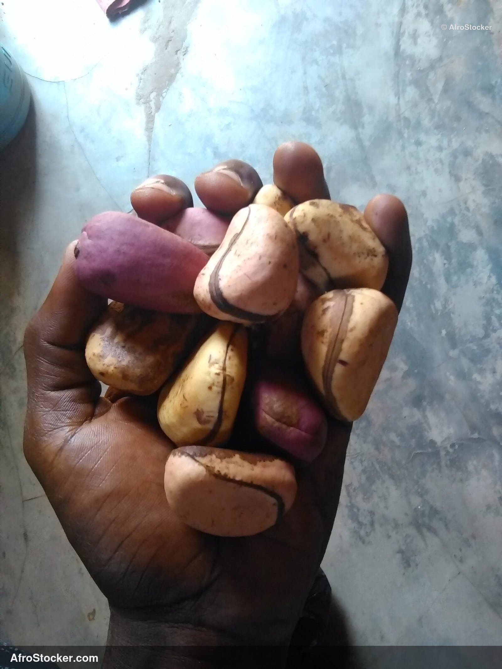 Kola Nuts West Africa Market / Noix de Cola Marché Afrique Ouest | AfroStocker