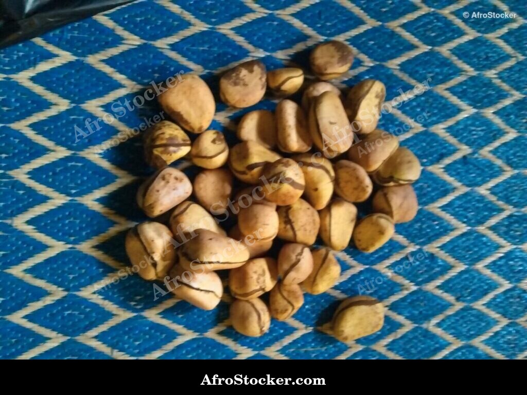 Kola Nuts Africa Traditional / Noix de Cola Afrique Traditionnelle | AfroStocker