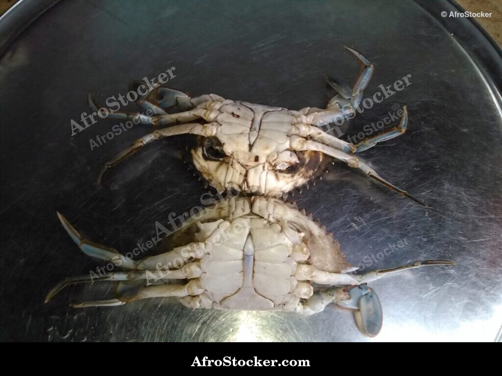 Fresh Crabs Africa Market / Crabes Frais Marché Afrique | AfroStocker