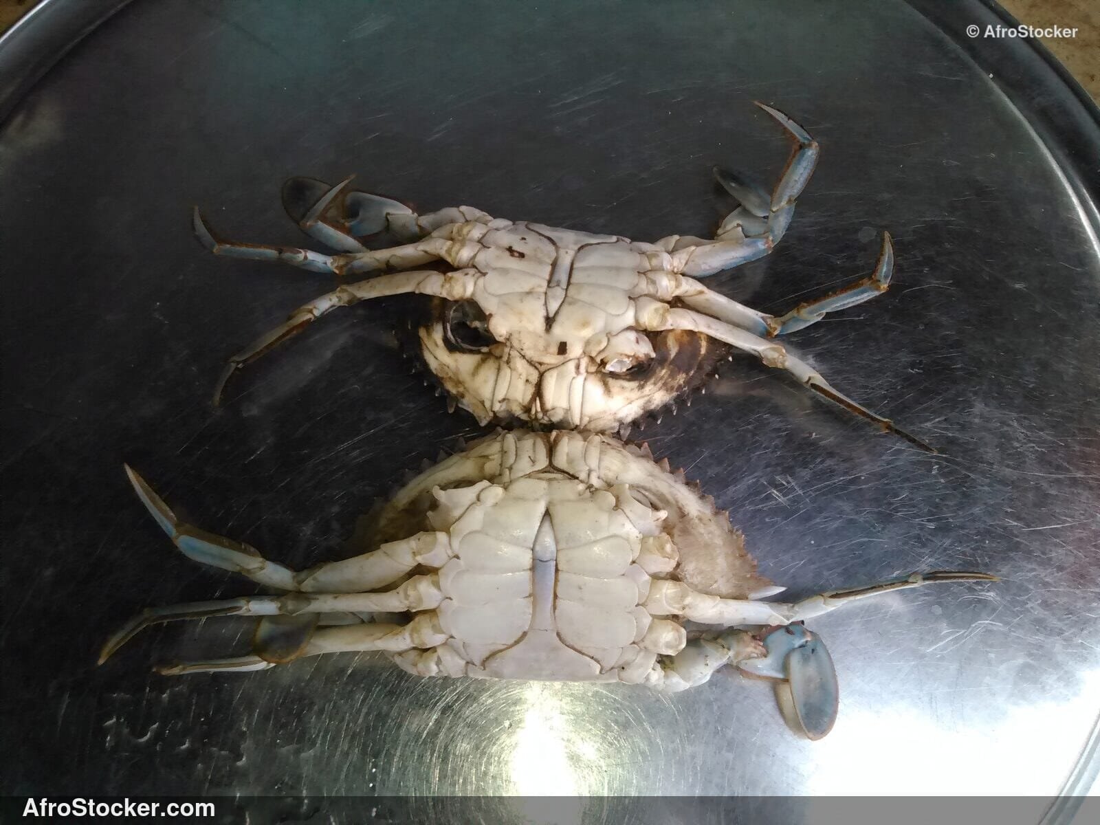 Fresh Crabs Africa Market / Crabes Frais Marché Afrique | AfroStocker